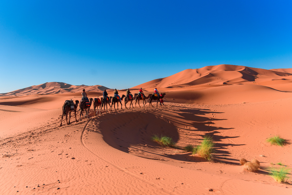 Scenic view of a camel caravan trekking through the golden sand dunes of Merzouga, with the vast desert landscape and blue sky in the background, in Morocco.