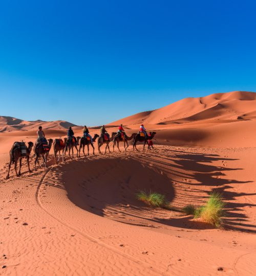 Scenic view of a camel caravan trekking through the golden sand dunes of Merzouga, with the vast desert landscape and blue sky in the background, in Morocco.