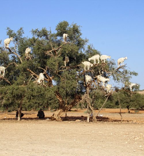 Essaouira, Morocco »; Spring 2017: Goats on top of a tree